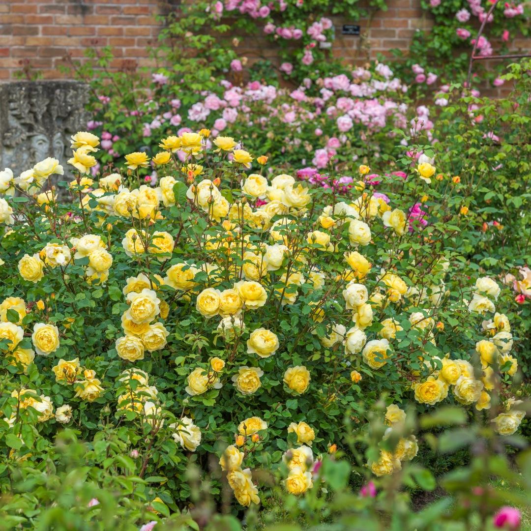Rosa David Austin The Poet S Wife - View 13 from www redcrocus com