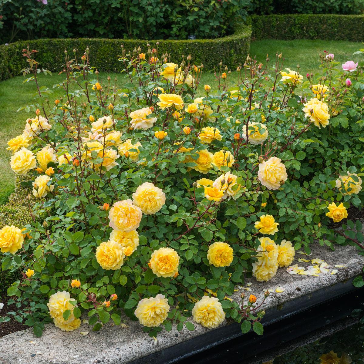 Rosa David Austin The Poet S Wife - View 14 from www redcrocus com