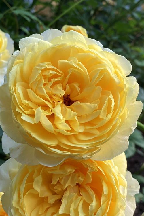 Rosa David Austin The Poet S Wife - View 15 from www redcrocus com