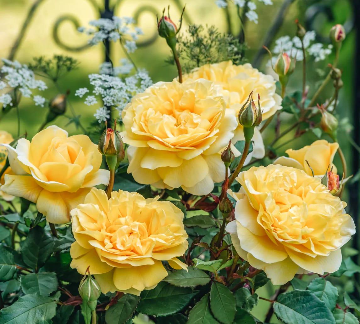 Rosa David Austin The Poet S Wife - View 16 from www redcrocus com