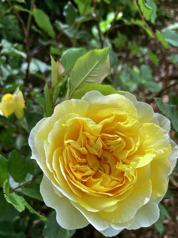 Rosa David Austin The Poet S Wife - View 17 from www redcrocus com