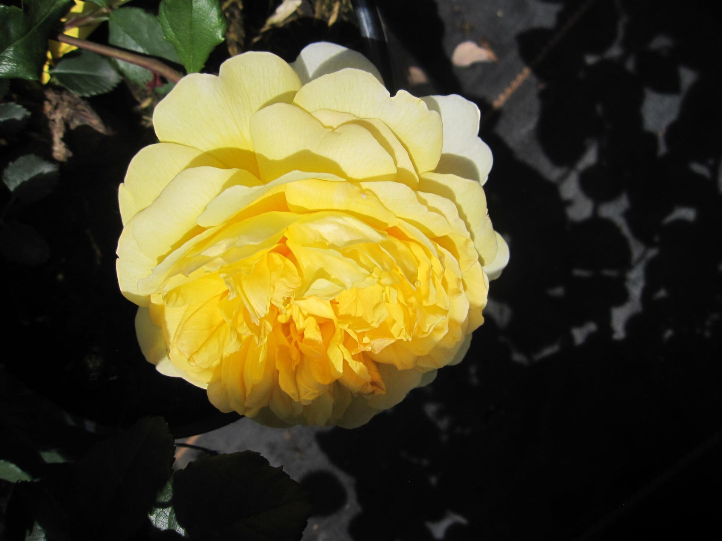 Rosa David Austin The Poet S Wife - View 18 from www redcrocus com