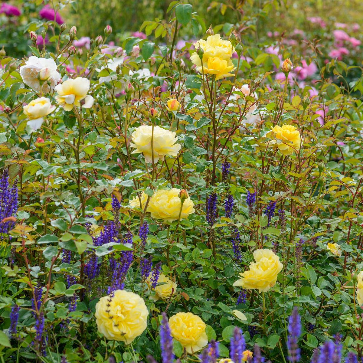 Rosa David Austin The Poet S Wife - View 3 from www redcrocus com