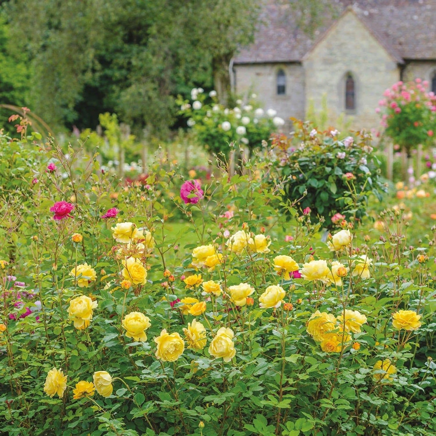 Rosa David Austin The Poet S Wife - View 5 from www redcrocus com