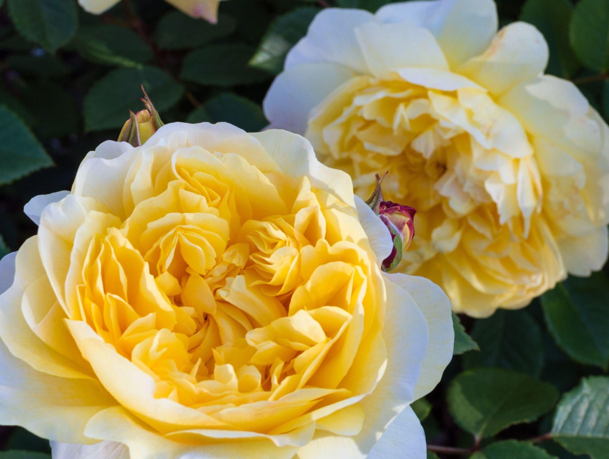 Rosa David Austin The Poet S Wife - View 6 from www redcrocus com