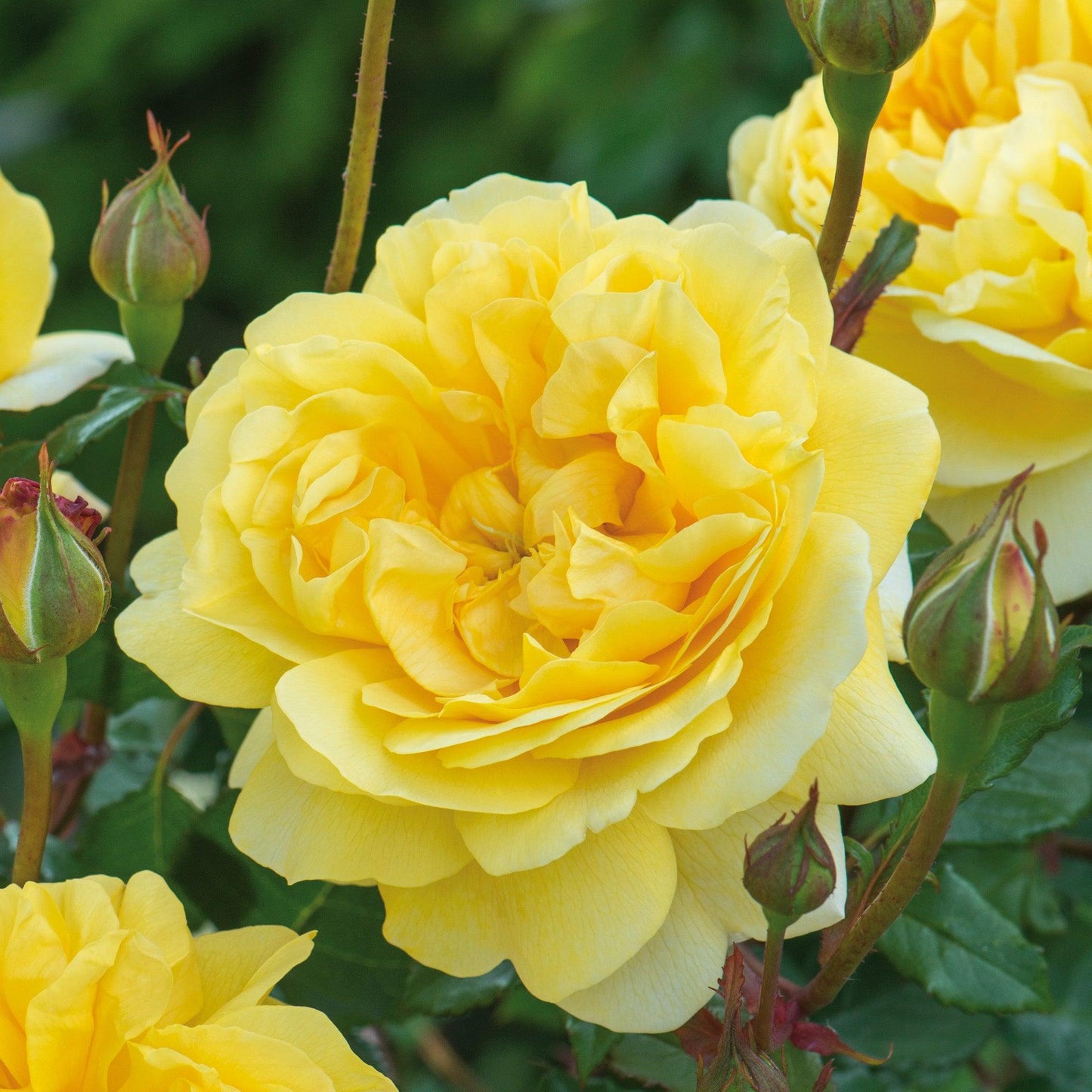 Rosa David Austin The Poet S Wife - View 7 from www redcrocus com
