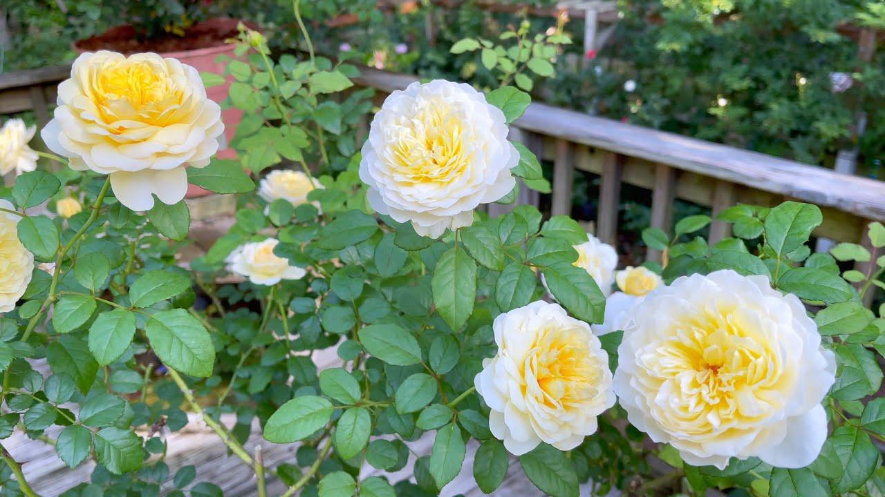 Rosa David Austin The Poet S Wife - View 8 from www redcrocus com