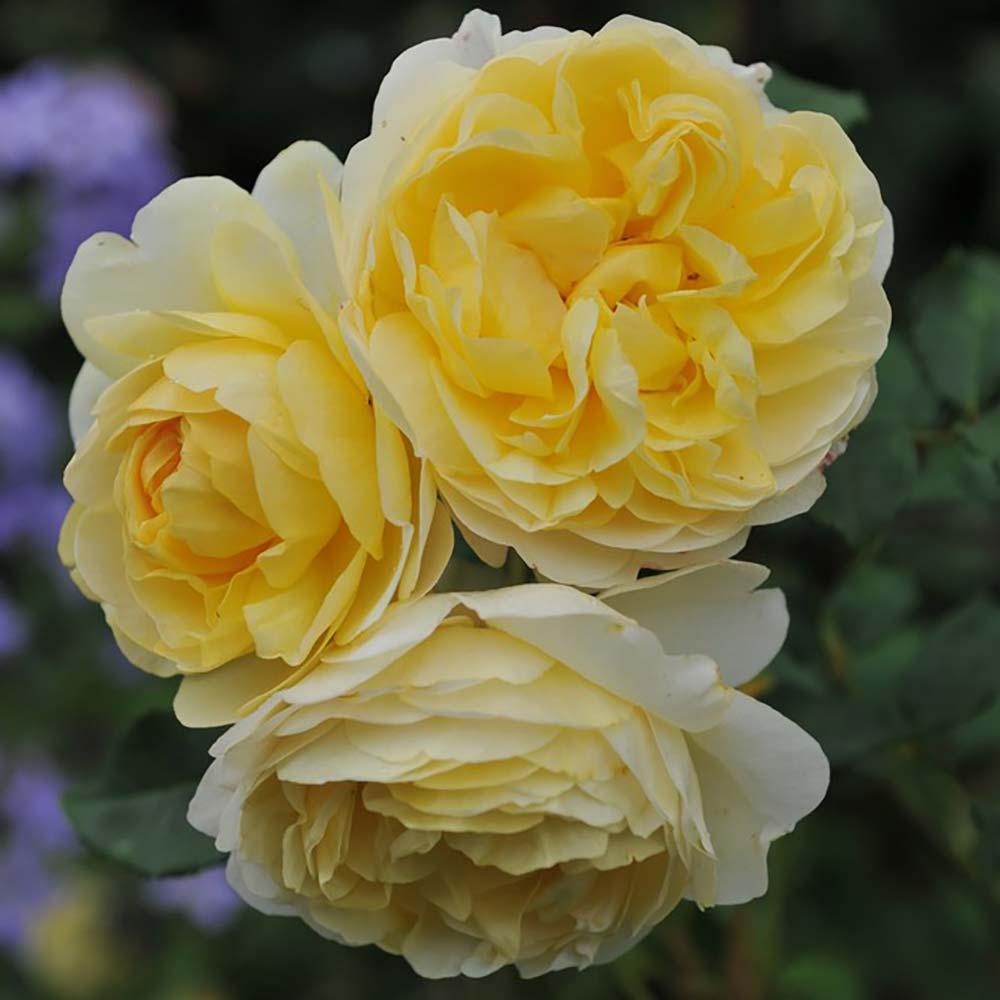 Rosa David Austin The Poet S Wife - View 9 from www redcrocus com