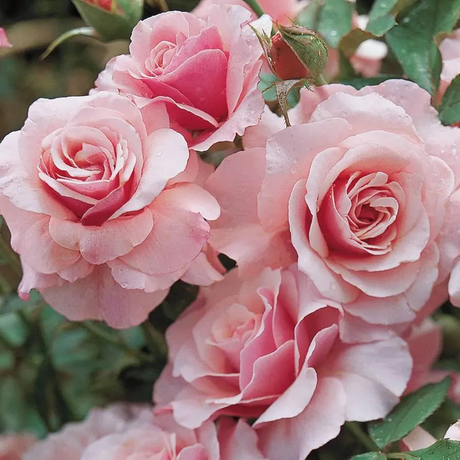 Rosa, Floribunda 'at Last' - View 10 from www redcrocus com