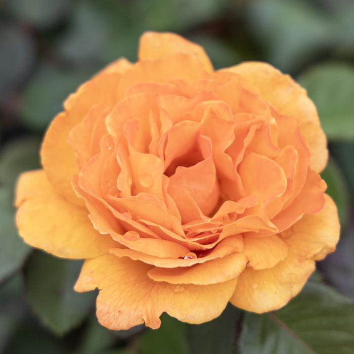 Rosa, Floribunda 'at Last' - View 11 from www redcrocus com