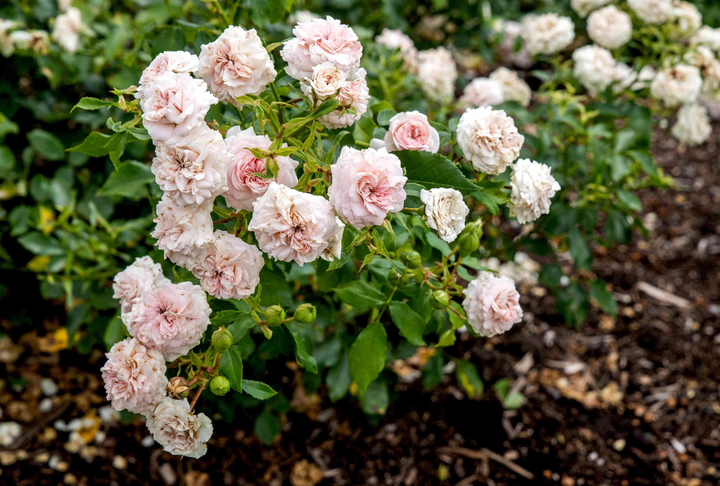 Rosa, Floribunda 'at Last' - View 12 from www redcrocus com