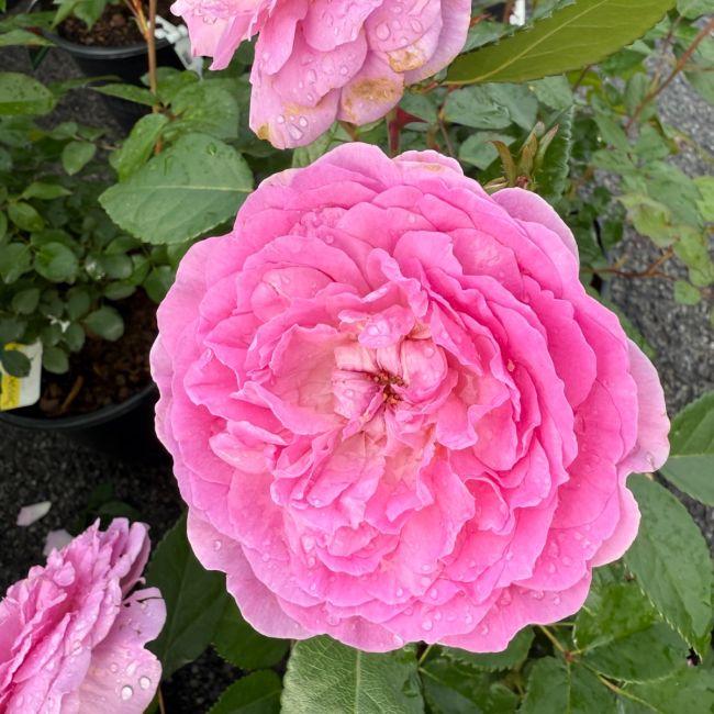 Rosa, Floribunda 'at Last' - View 13 from www redcrocus com