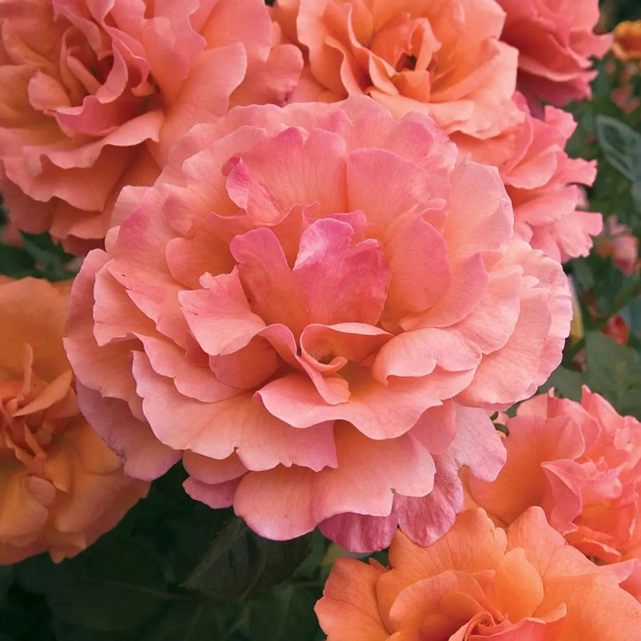 Rosa, Floribunda 'at Last' - View 15 from www redcrocus com