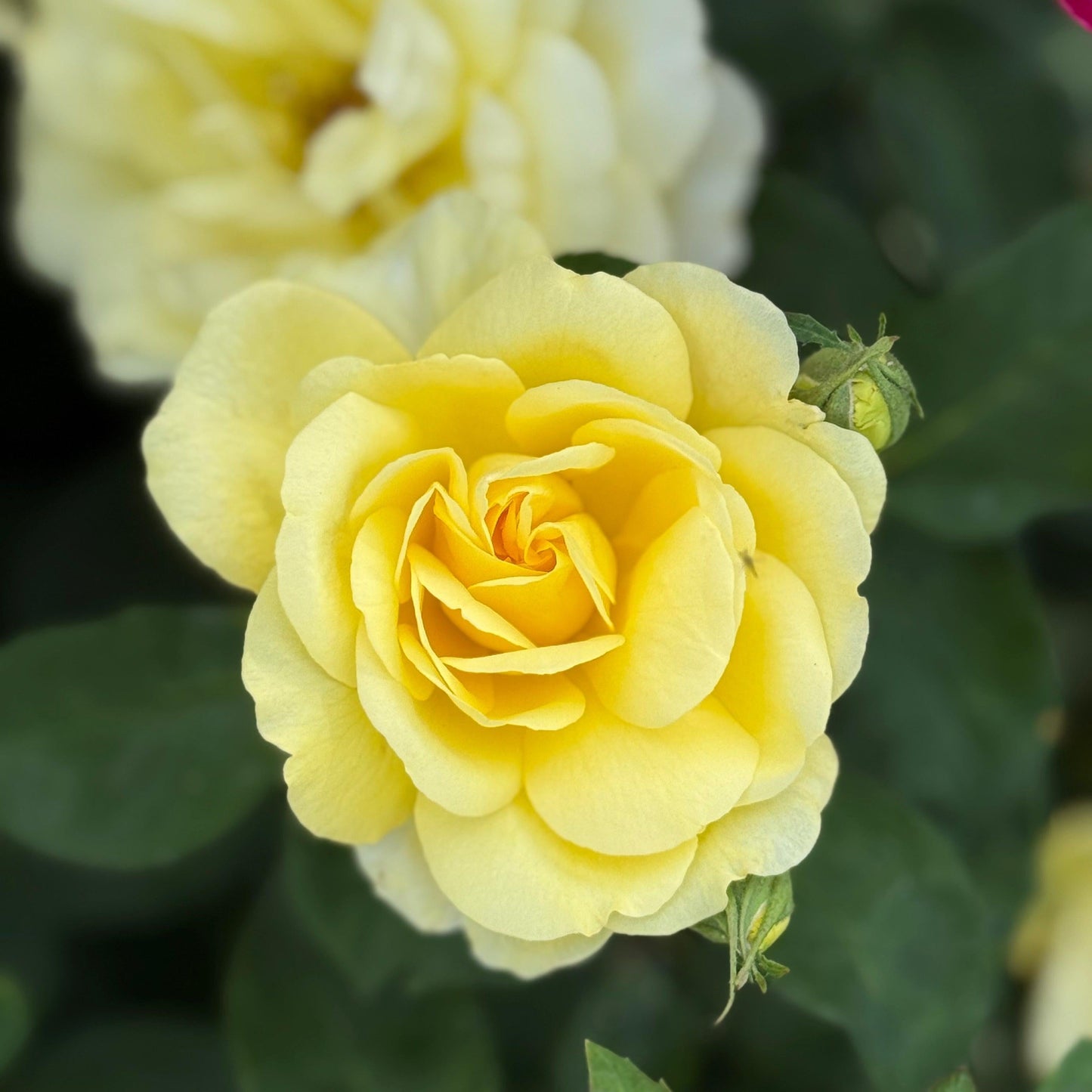 Rosa, Floribunda 'at Last' - View 16 from www redcrocus com