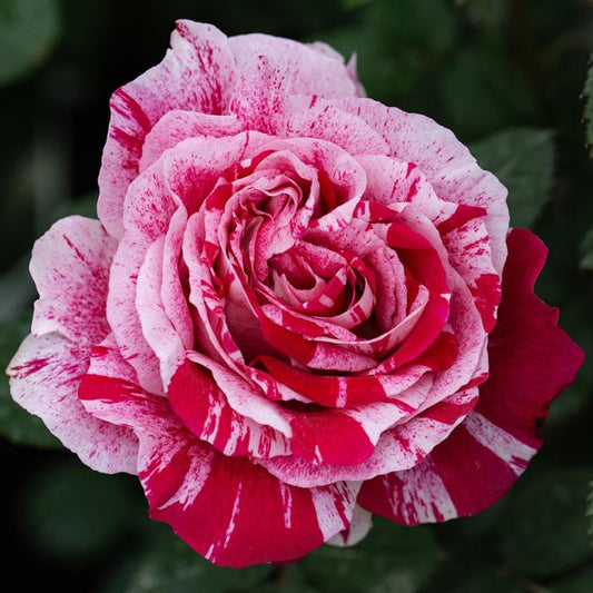 Rosa, Floribunda 'at Last' - View 17 from www redcrocus com