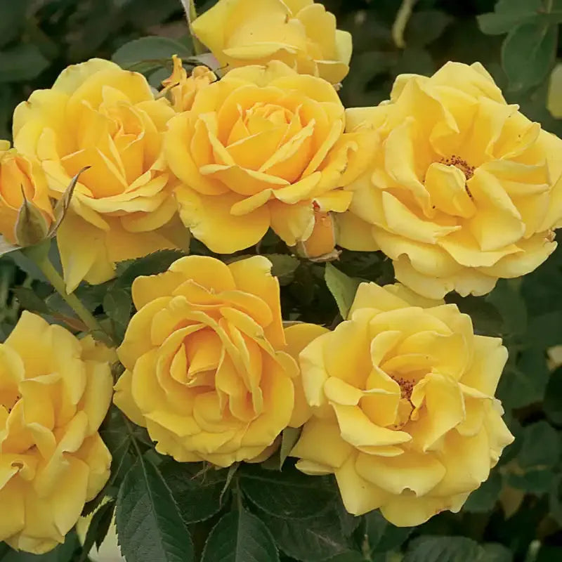Rosa, Floribunda 'at Last' - View 19 from www redcrocus com