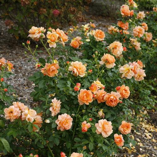 Rosa, Floribunda 'at Last' - View 1 from www redcrocus com