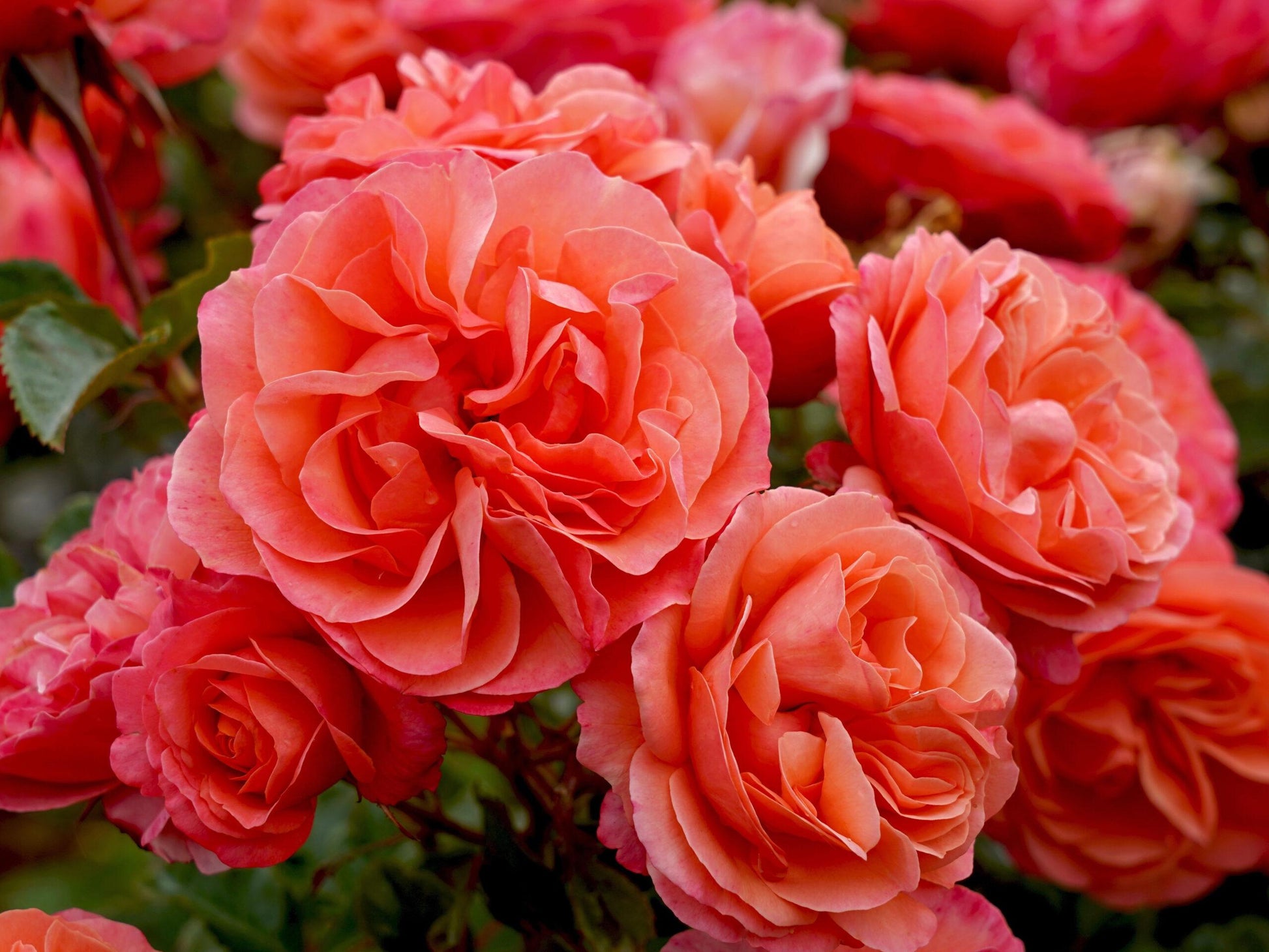 Rosa, Floribunda 'at Last' - View 20 from www redcrocus com