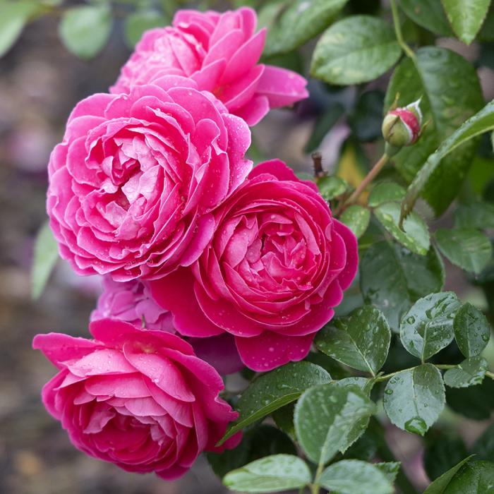 Rosa, Floribunda 'at Last' - View 21 from www redcrocus com