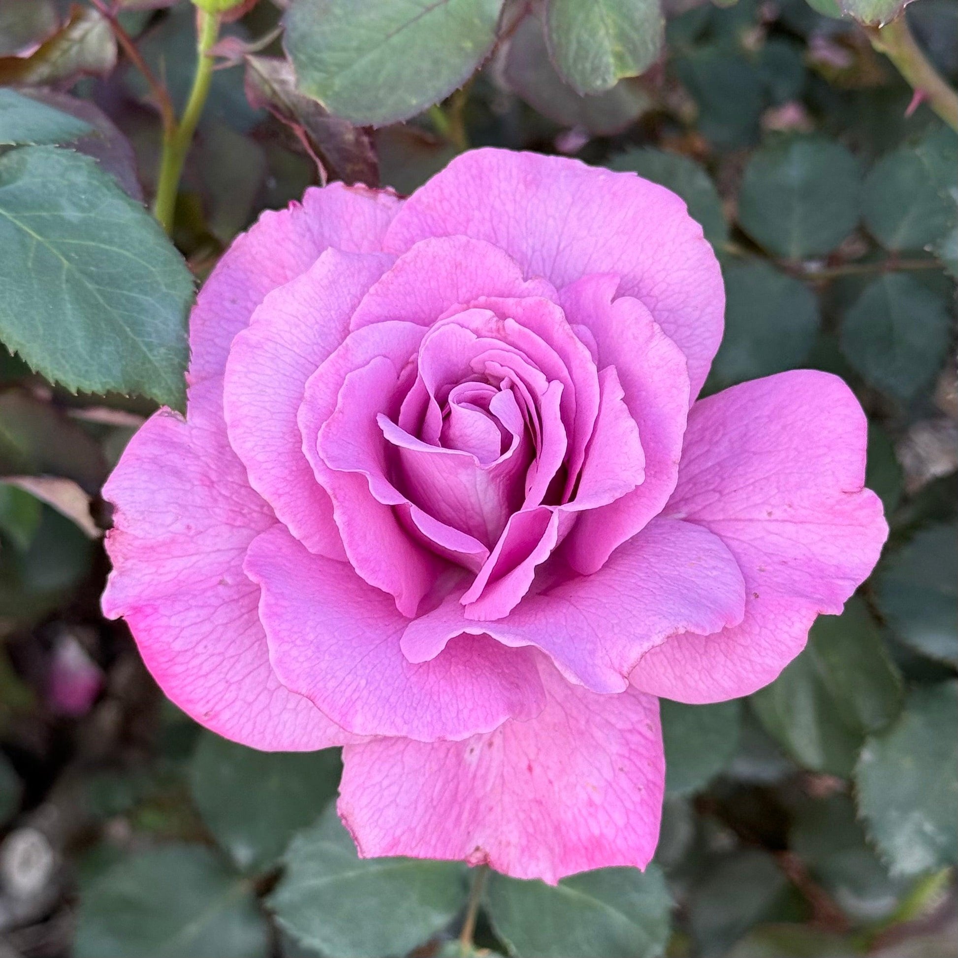 Rosa, Floribunda 'at Last' - View 23 from www redcrocus com