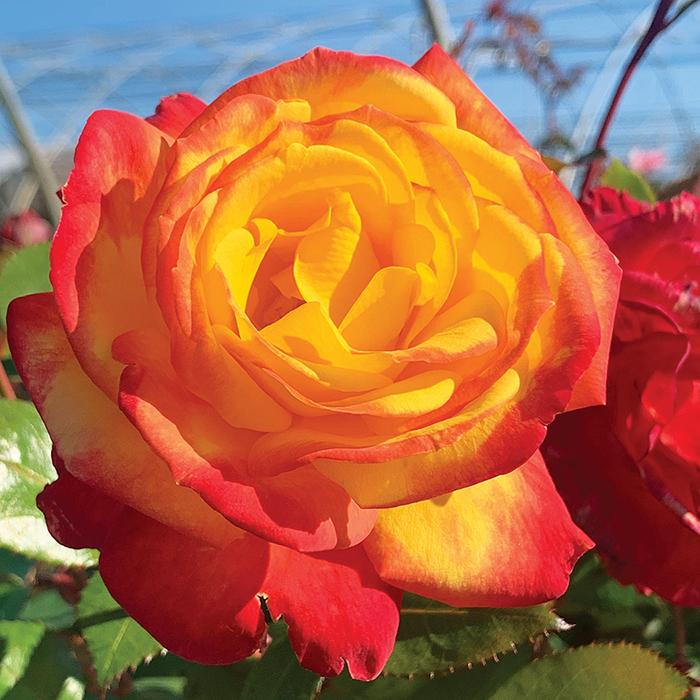 Rosa, Floribunda 'at Last' - View 24 from www redcrocus com