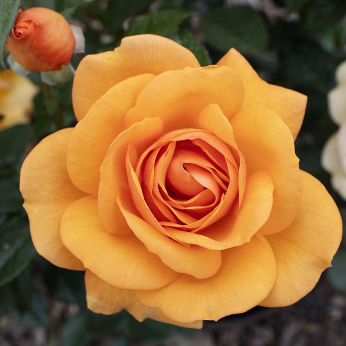 Rosa, Floribunda 'at Last' - View 25 from www redcrocus com