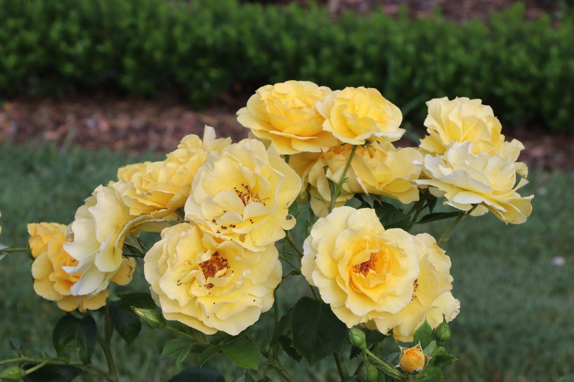 Rosa, Floribunda 'at Last' - View 26 from www redcrocus com