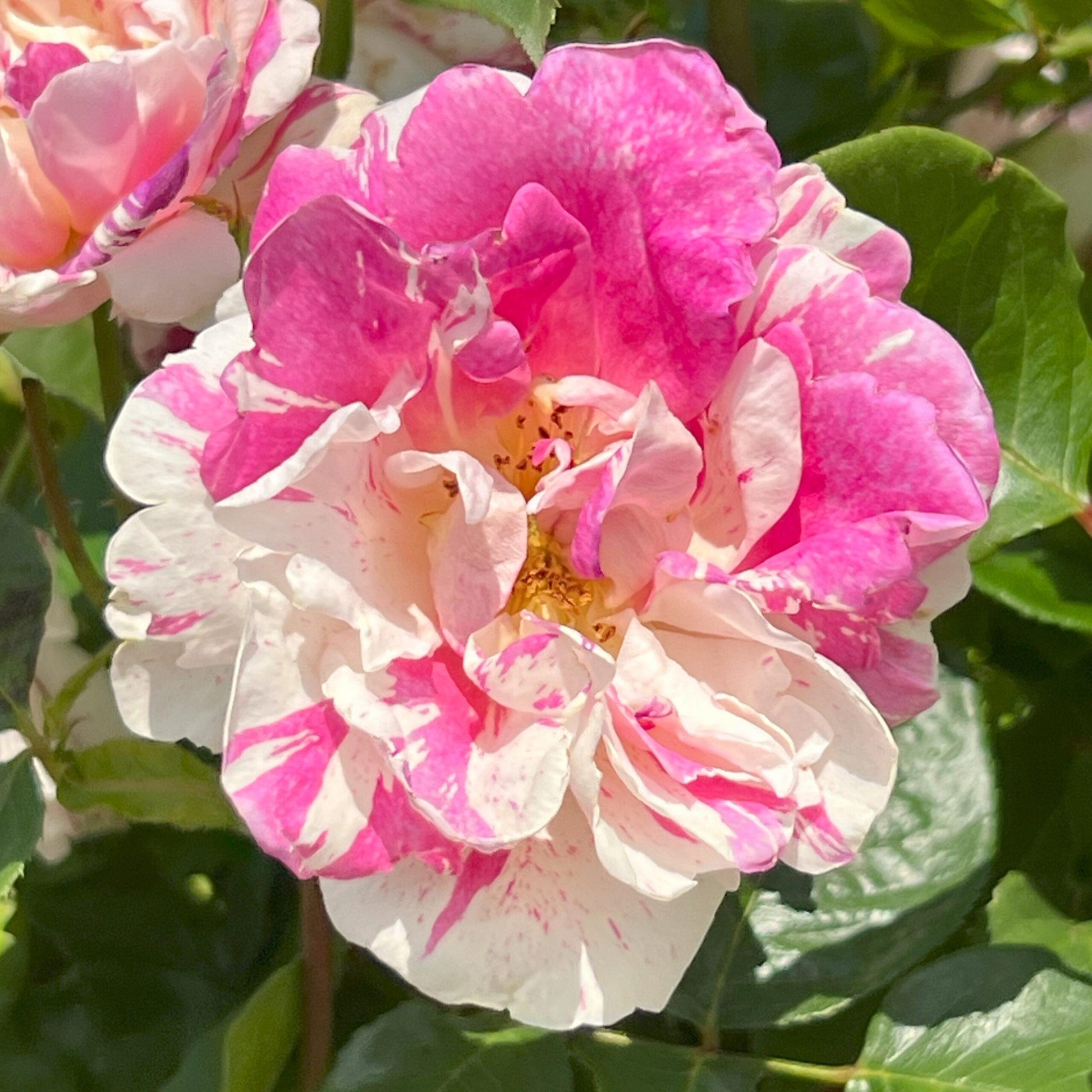 Rosa, Floribunda 'at Last' - View 27 from www redcrocus com