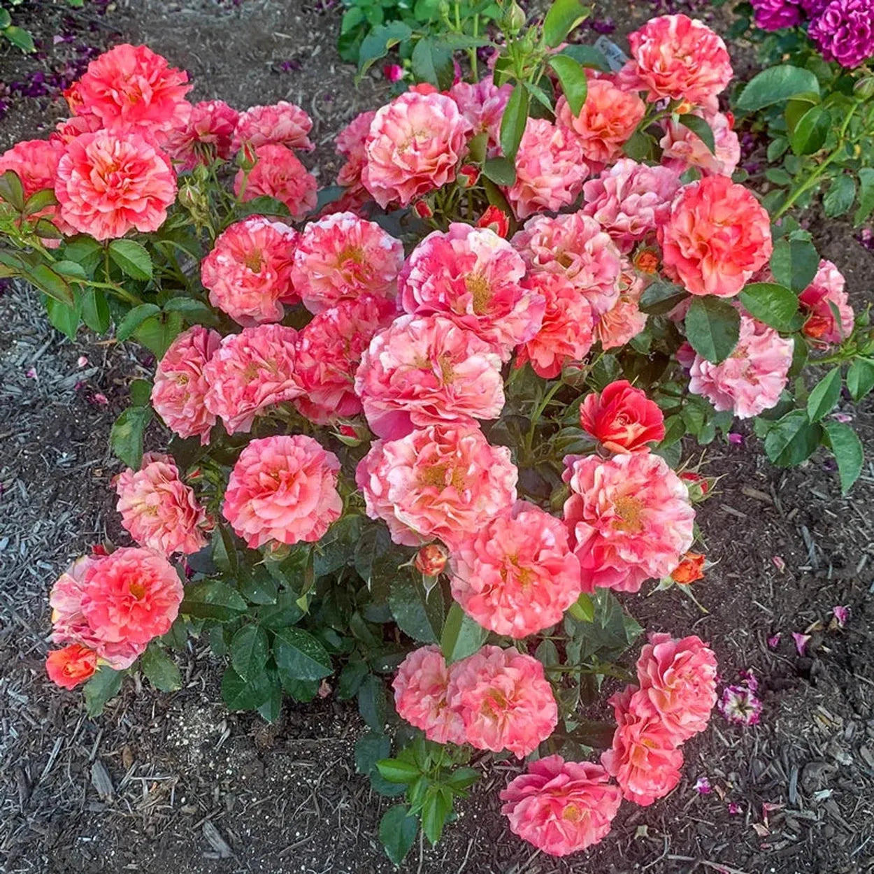 Rosa, Floribunda 'at Last' - View 30 from www redcrocus com