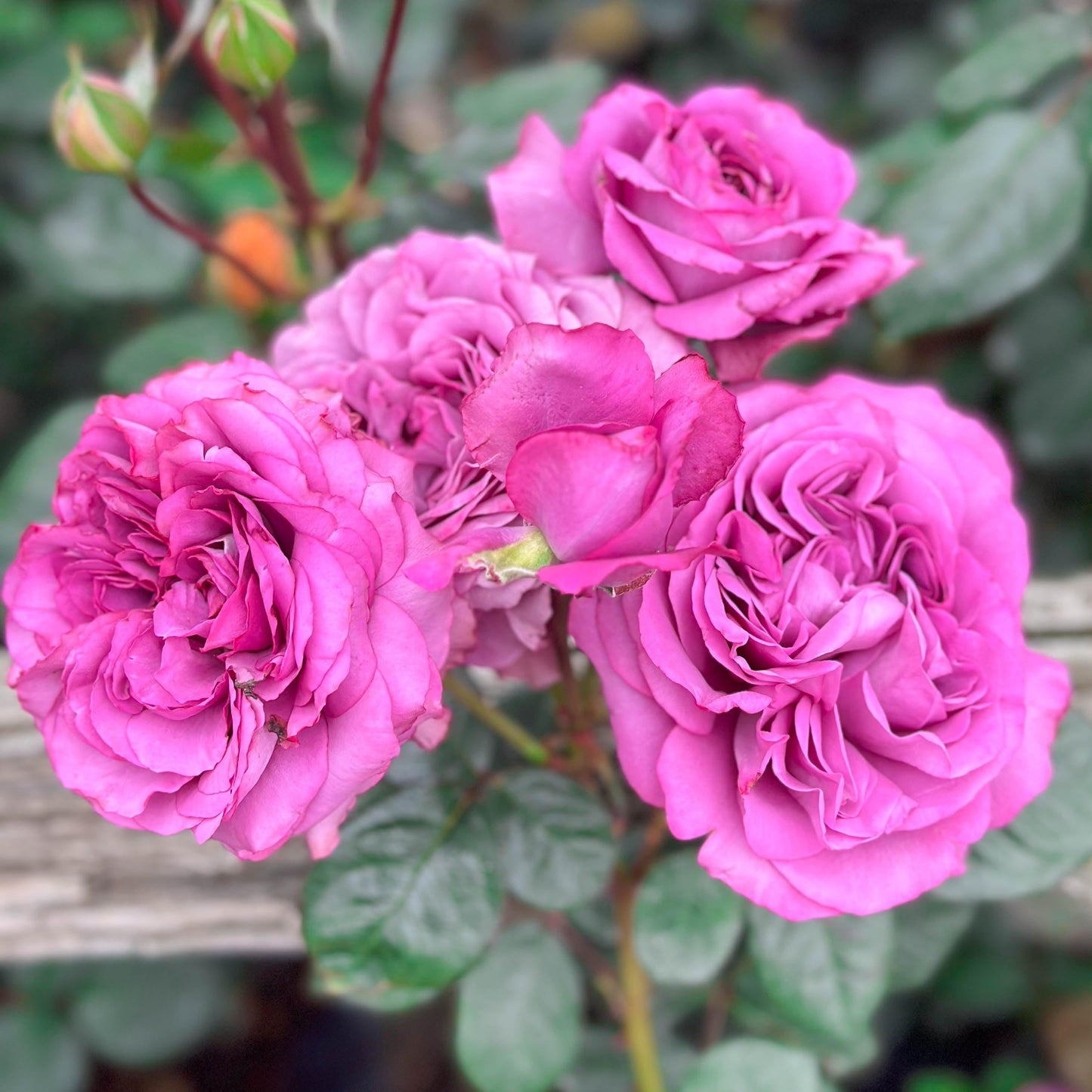 Rosa, Floribunda 'at Last' - View 32 from www redcrocus com