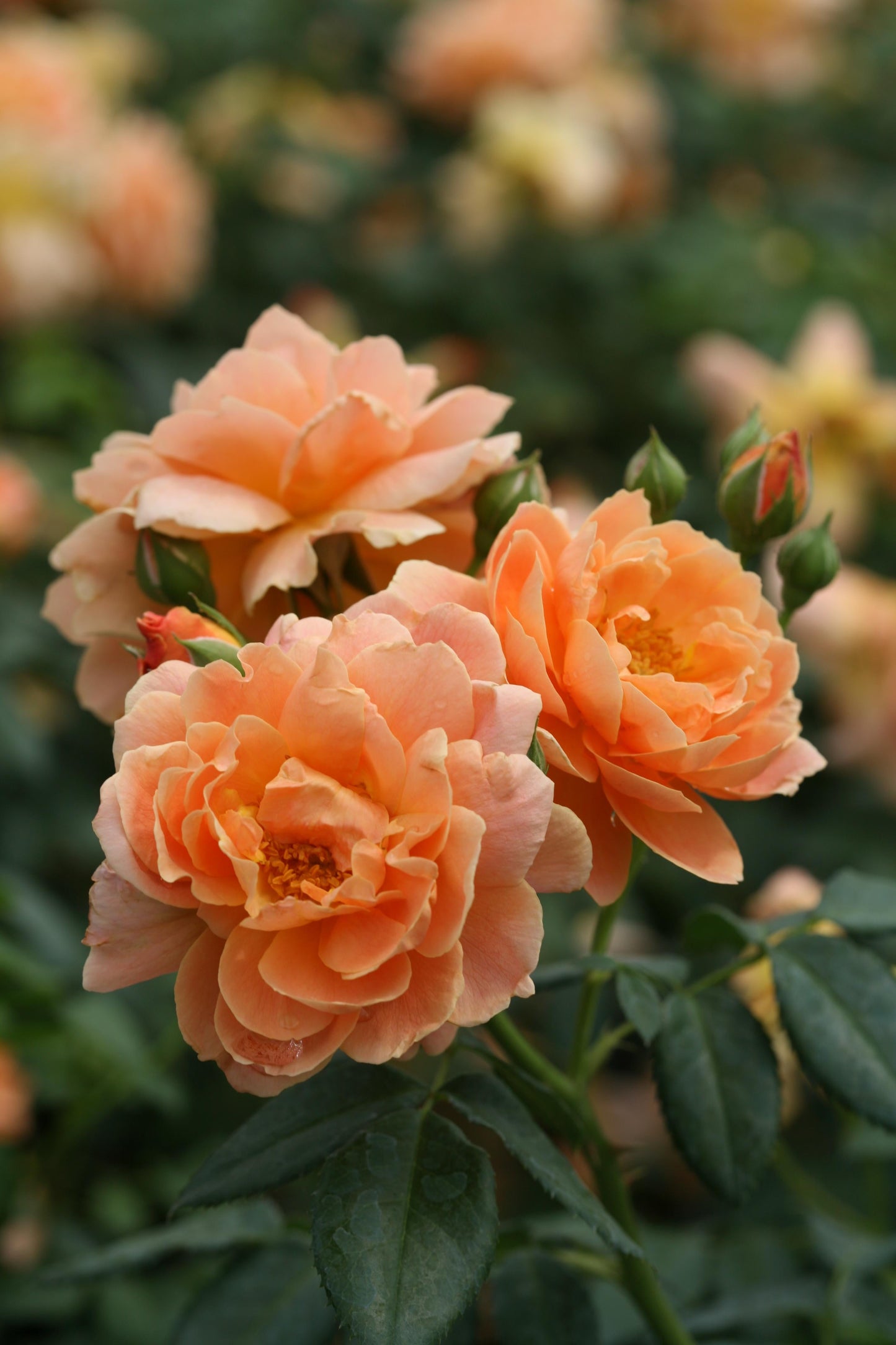 Rosa, Floribunda 'at Last' - View 3 from www redcrocus com