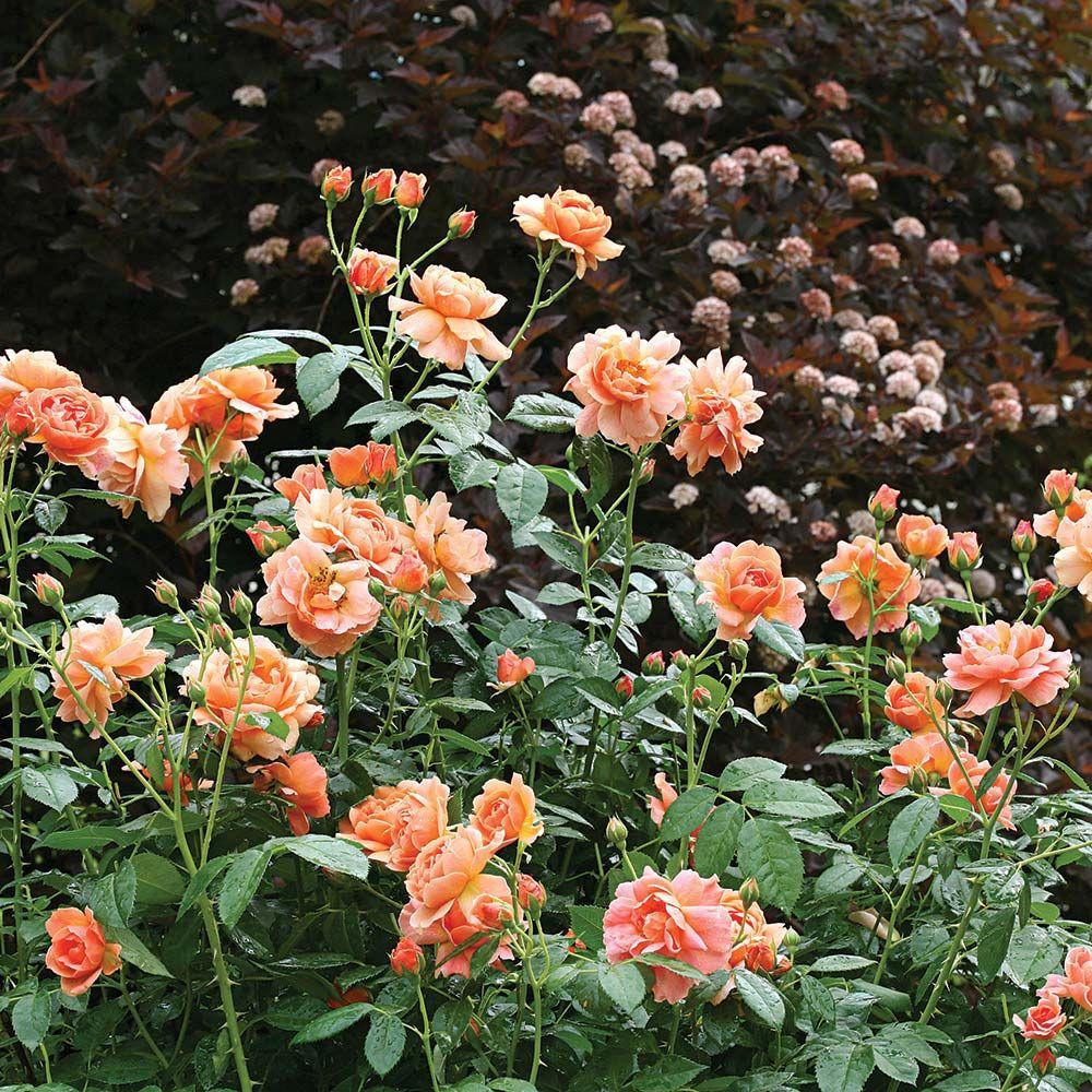 Rosa, Floribunda 'at Last' - View 7 from www redcrocus com
