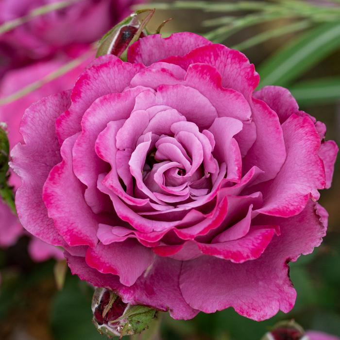 Rosa, Floribunda 'at Last' - View 9 from www redcrocus com