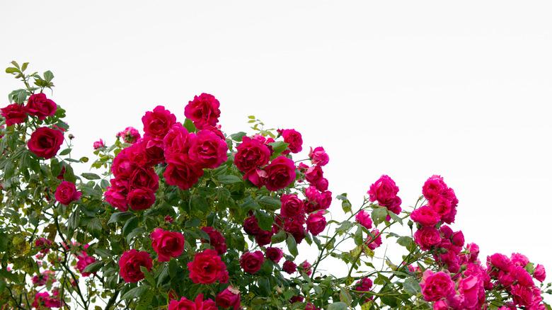 Rosa Climbing Highwire Flyer - View 11 from www redcrocus com