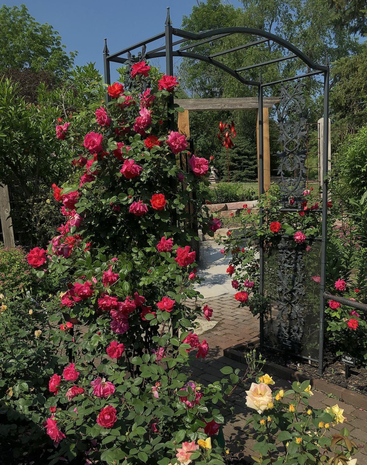 Rosa Climbing Highwire Flyer - View 4 from www redcrocus com
