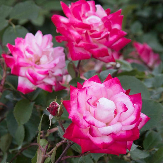 Rosa, Landscape 'grace N' Grit Pink' - View 1 from www redcrocus com