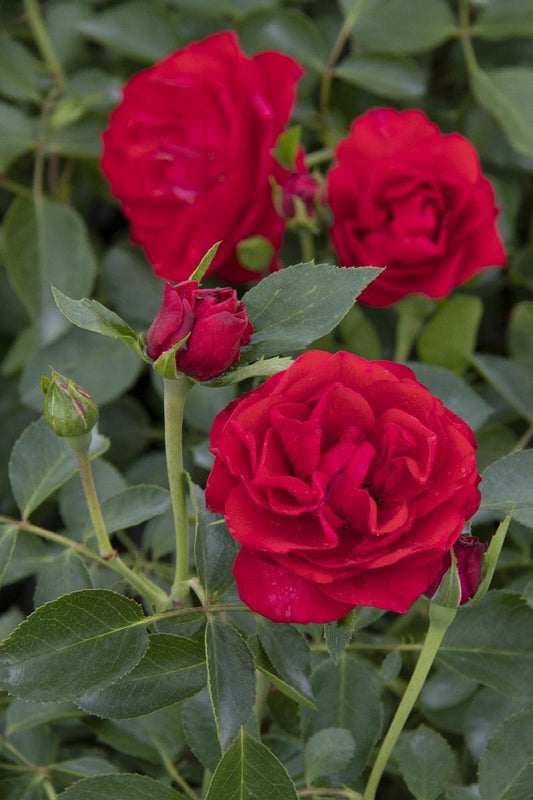Rosa, Landscape 'nitty Gritty Red' - View 1 from www redcrocus com