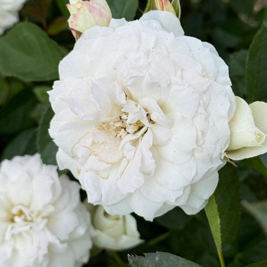 Rosa, Floribunda 'veranda White' - View 10 from www redcrocus com