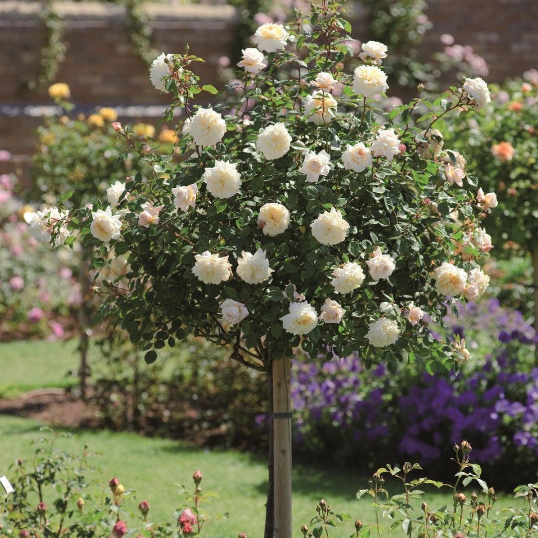 Rosa, Floribunda 'veranda White' - View 11 from www redcrocus com