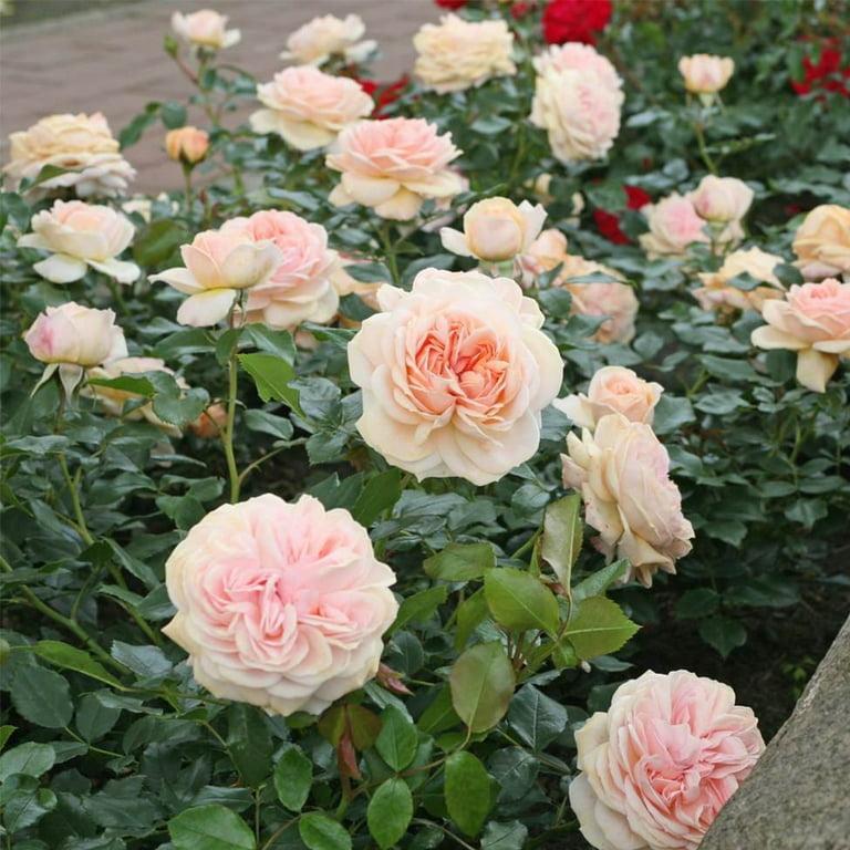 Rosa, Floribunda 'veranda White' - View 14 from www redcrocus com