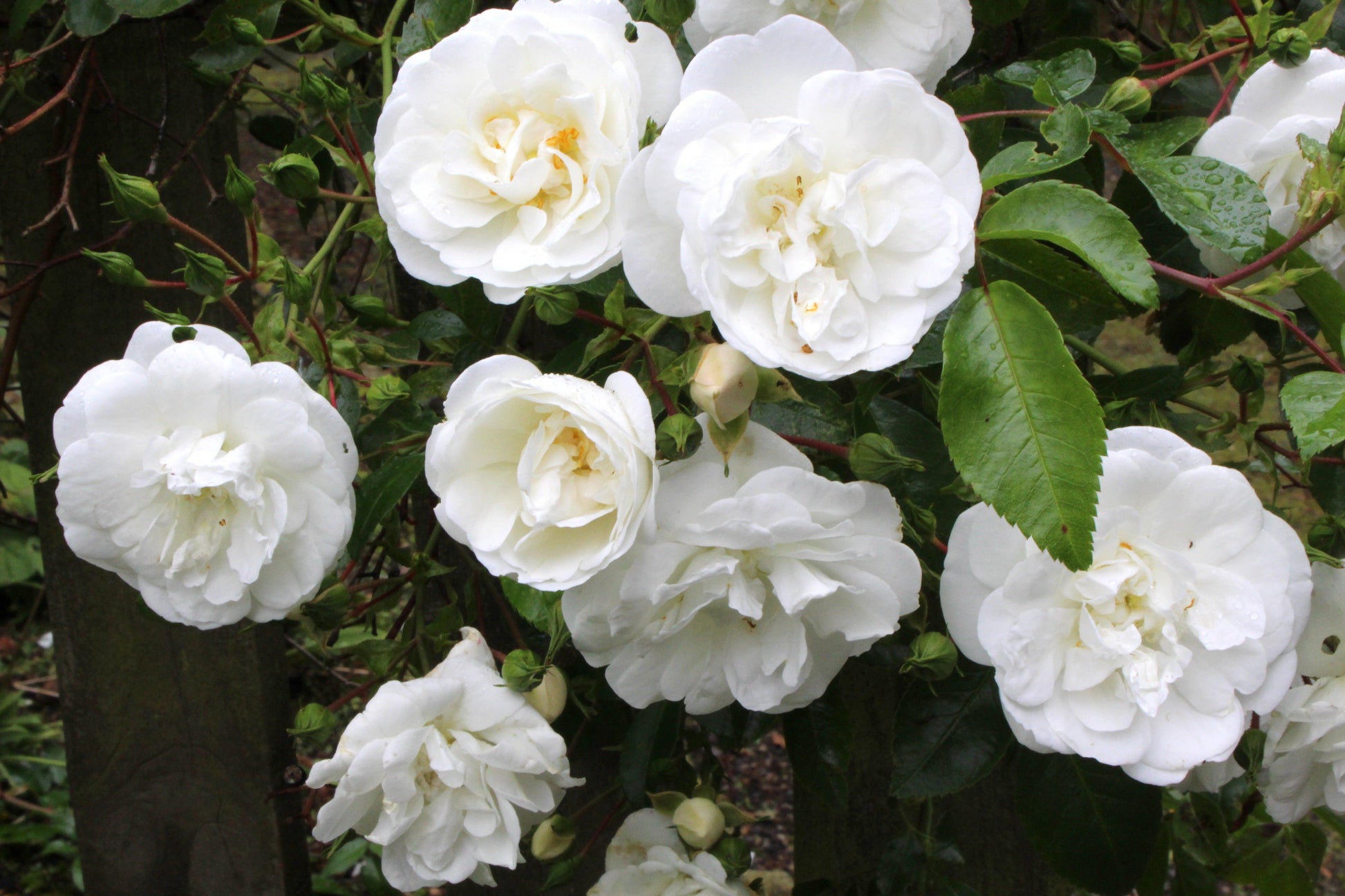 Rosa, Floribunda 'veranda White' - View 15 from www redcrocus com