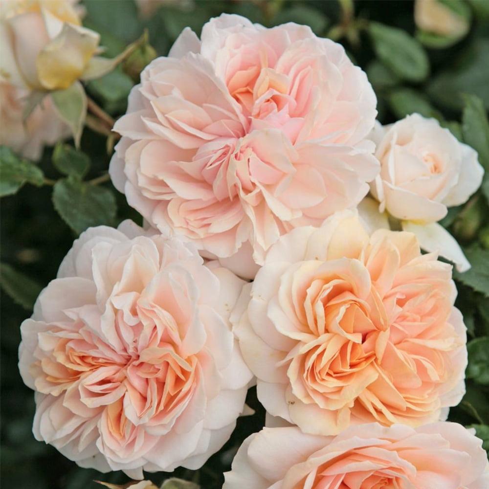 Rosa, Floribunda 'veranda White' - View 20 from www redcrocus com