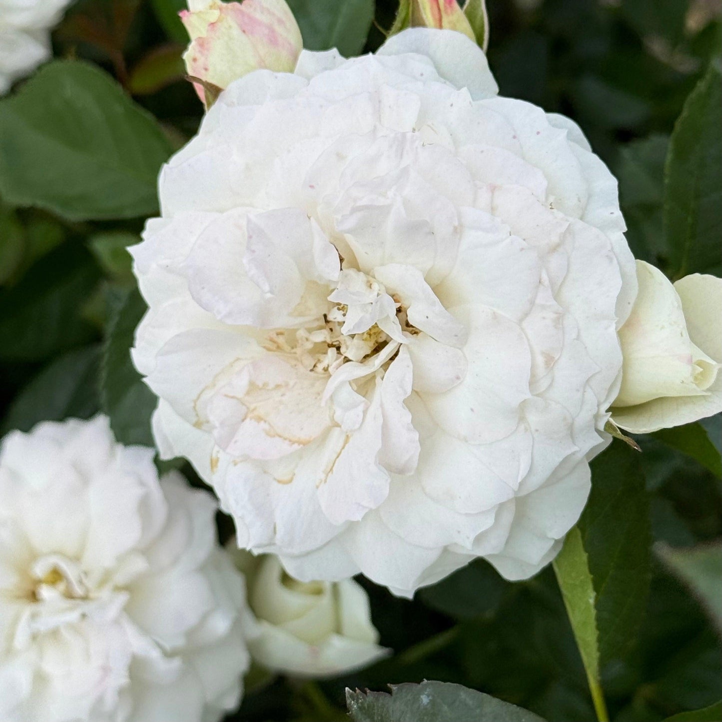 Rosa, Floribunda 'veranda White' - View 2 from www redcrocus com