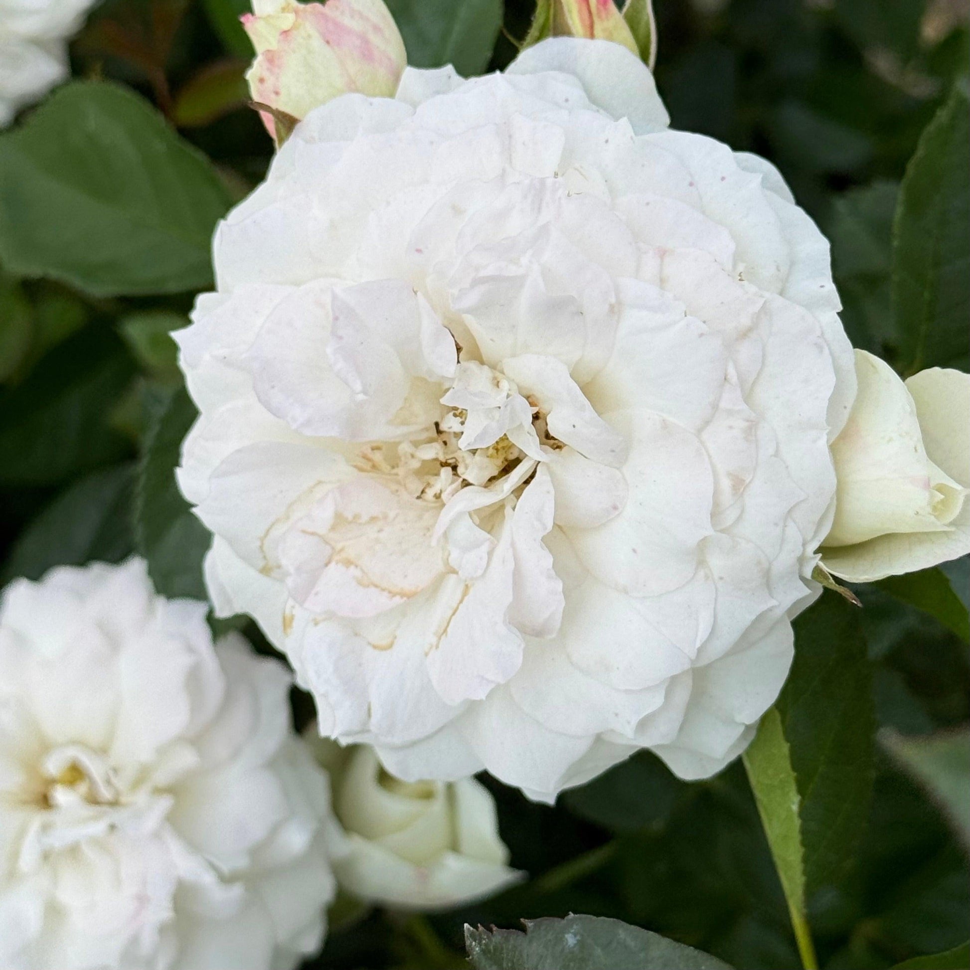 Rosa, Floribunda 'veranda White' - View 2 from www redcrocus com