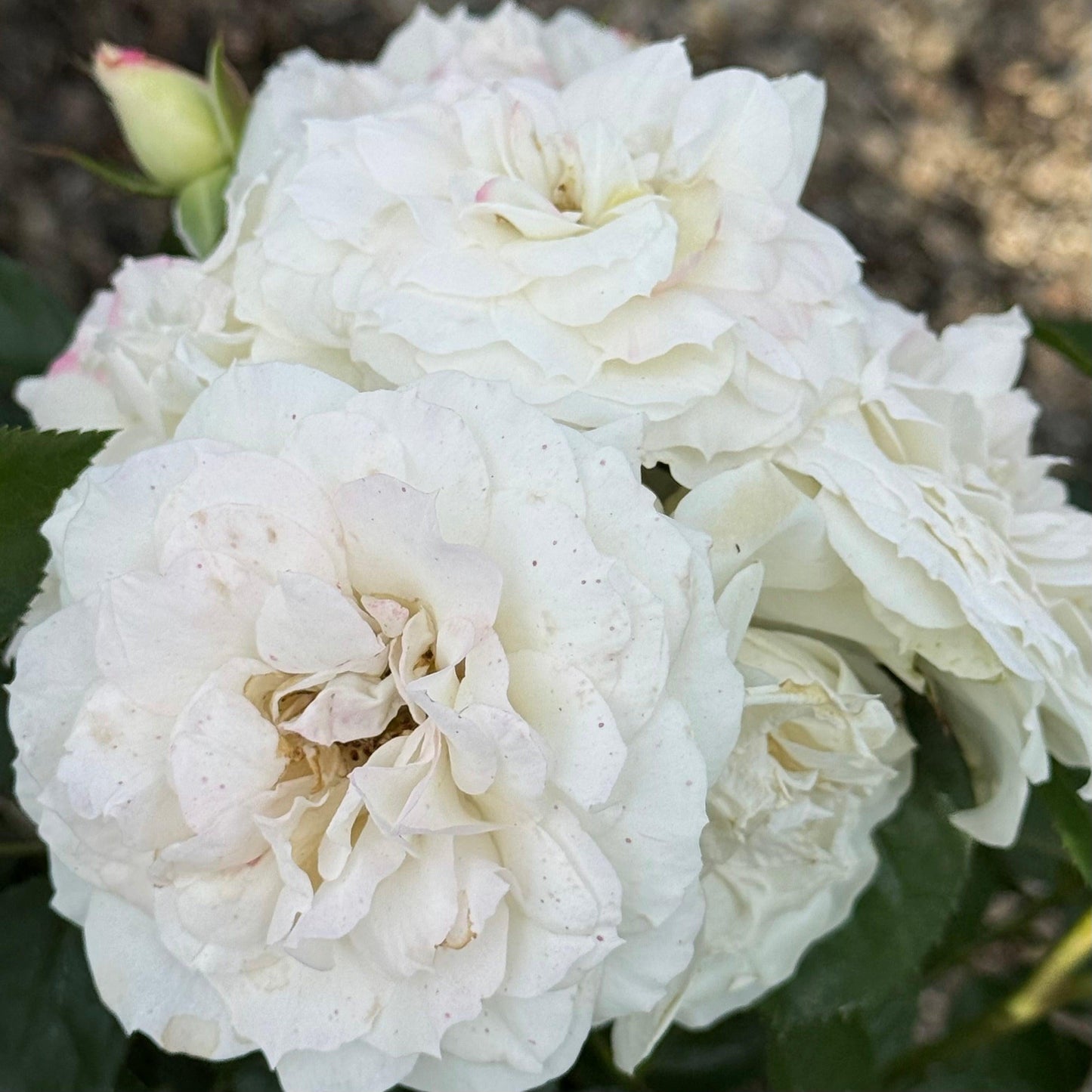 Rosa, Floribunda 'veranda White' - View 3 from www redcrocus com