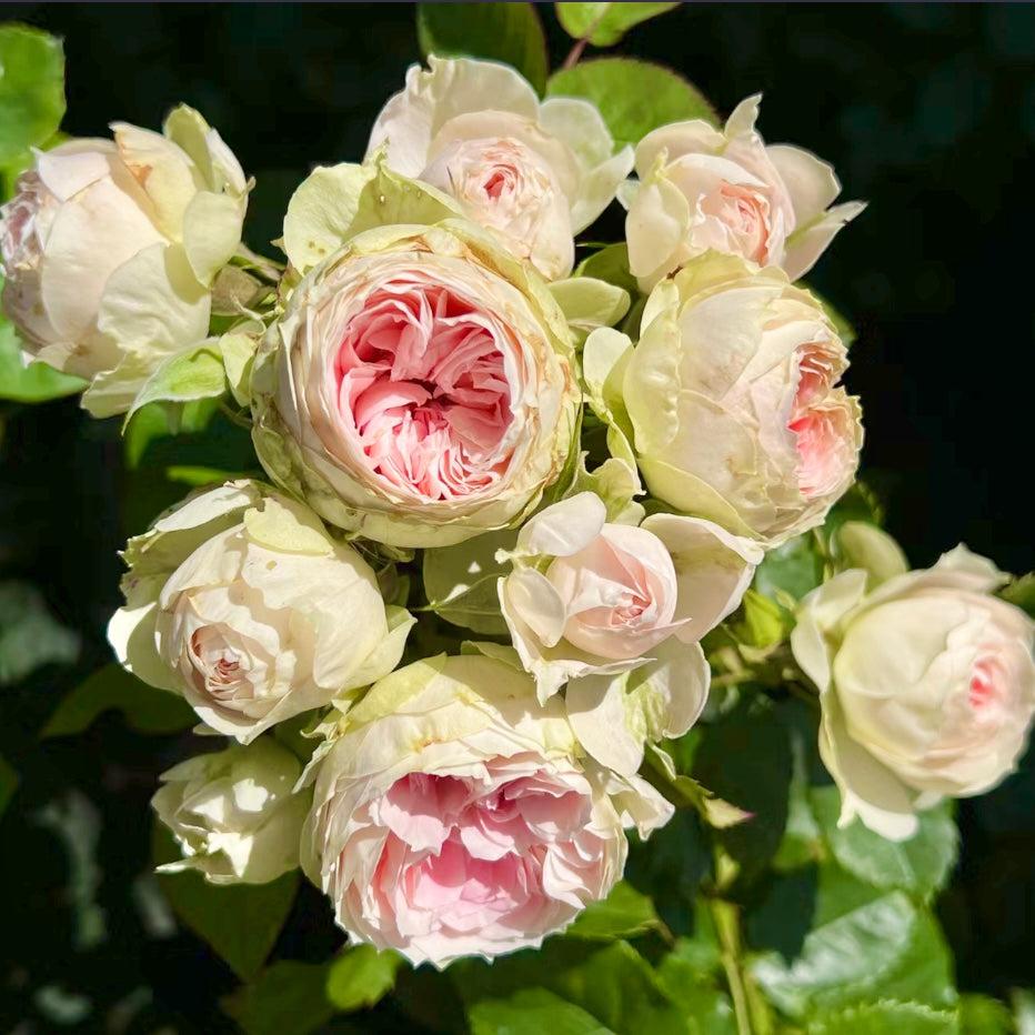 Rosa, Floribunda 'veranda White' - View 4 from www redcrocus com