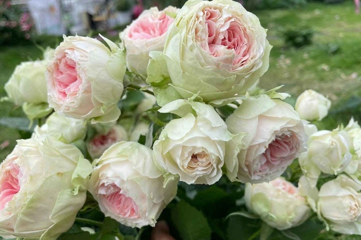 Rosa, Floribunda 'veranda White' - View 5 from www redcrocus com