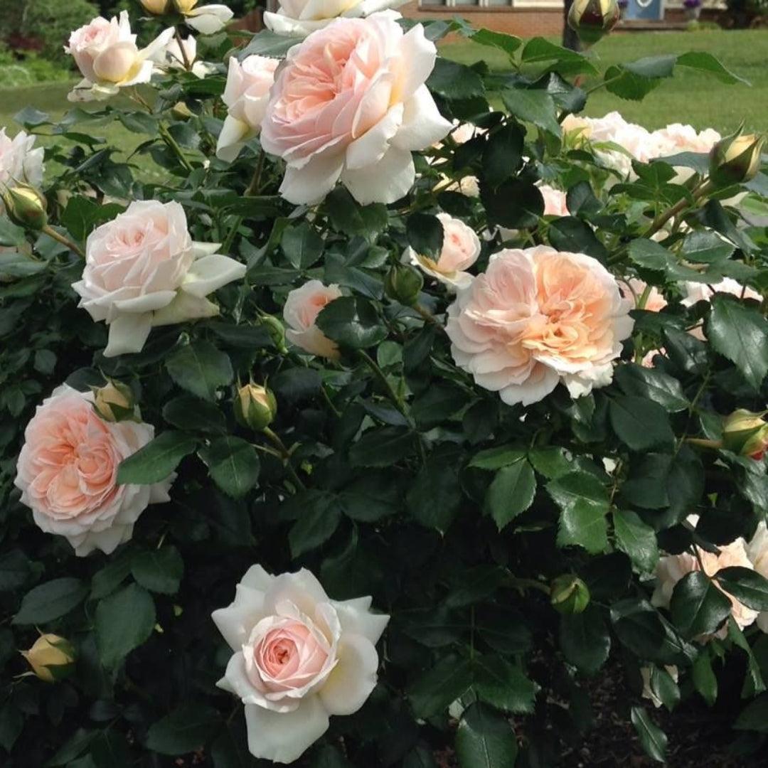 Rosa, Floribunda 'veranda White' - View 6 from www redcrocus com