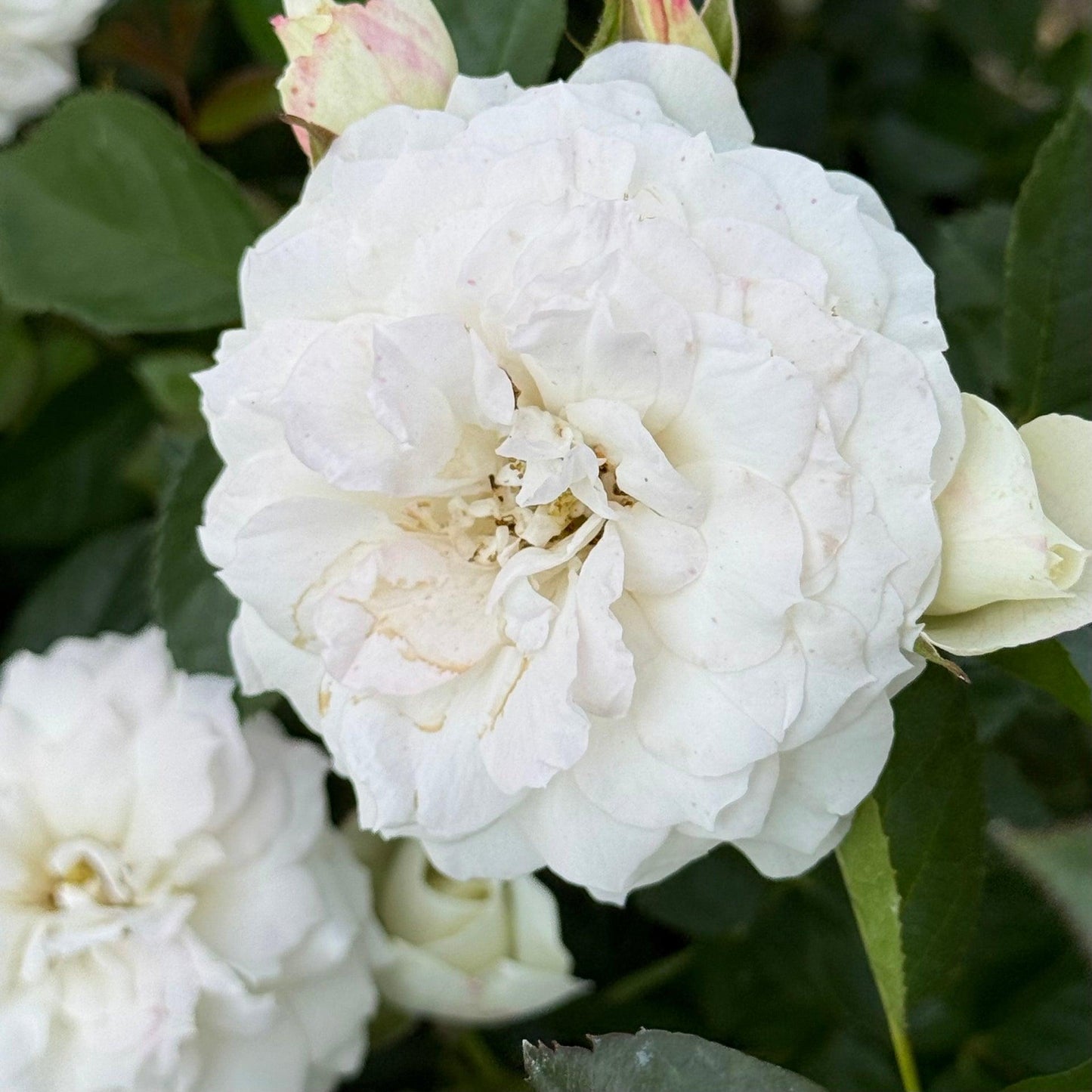 Rosa, Floribunda 'veranda White' - View 8 from www redcrocus com