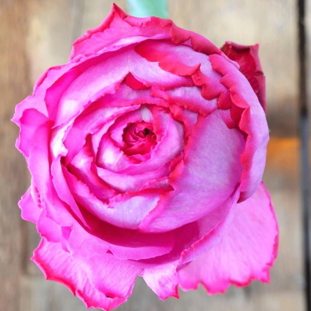 Rosa Hybrid Tea Yves Piaget - View 10 from www redcrocus com
